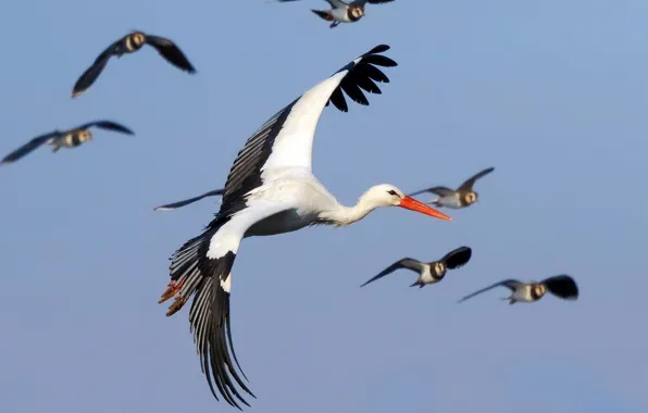 Flight, bird, stork