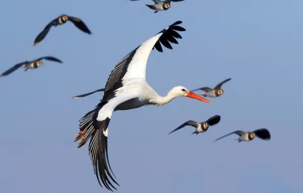 Picture bird, stork, flight
