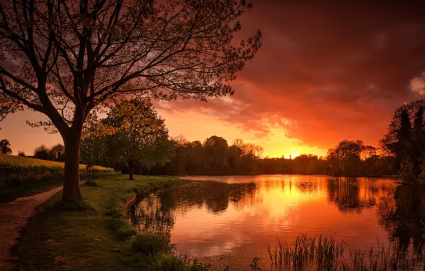 Picture trees, river, glow, path