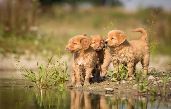 Dogs, look, water, nature, pose, shore, puppies, trio