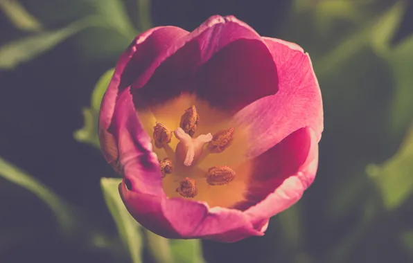 Picture macro, Tulip, Bud, stamens