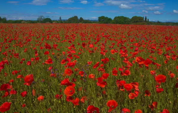 Field, summer, the sky, landscape, flowers, nature, Maki, meadow