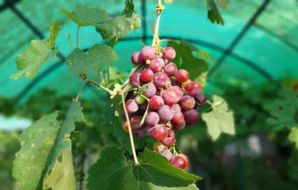 Leaves, grapes, canopy