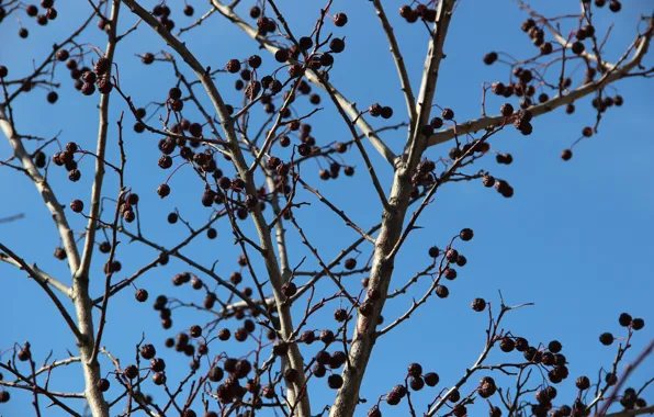 Autumn, macro, branches, Berries, blue sky, frozen berries