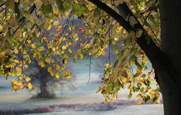 Autumn, leaves, trees, nature