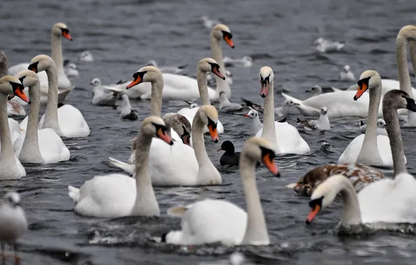 Water, birds, white, swans, pack