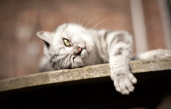 White, cat, muzzle, lies, resting, bokeh