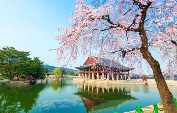 Picture lake, spring, Sakura, flowering, South Korea, Korea, pink, Palace