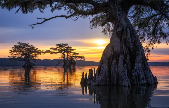 Forest, trees, sunset, branch, trunk, pond, the hollow