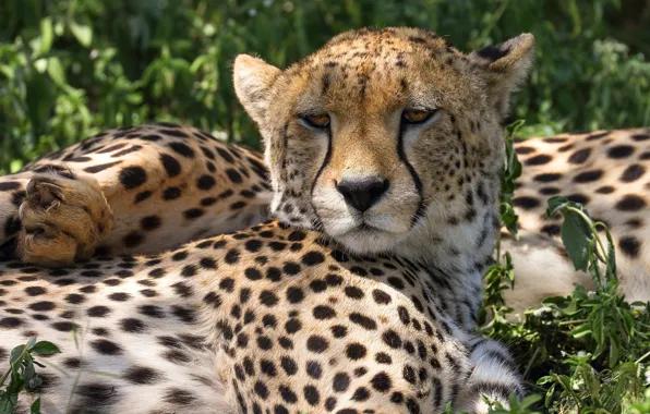 Look, face, light, stay, portrait, Cheetah, lies, wild cat
