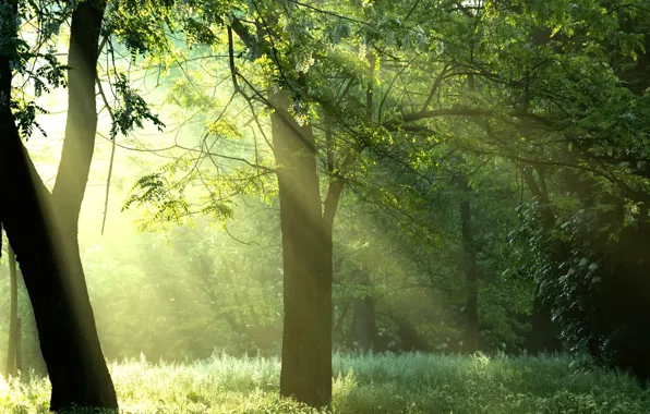 Forest, the sun, rays, trees, nature, sunshine, forest, Green trees