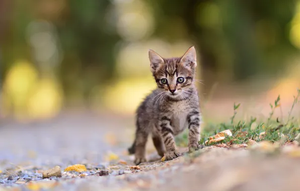 Cat, nature, kitty, grey, baby, muzzle, walk, kitty