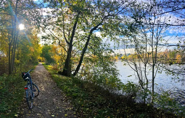 Picture autumn, forest, grass, leaves, the sun, trees, bike, Park