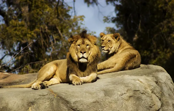 Picture lions, africa, wildlife, male, big cat