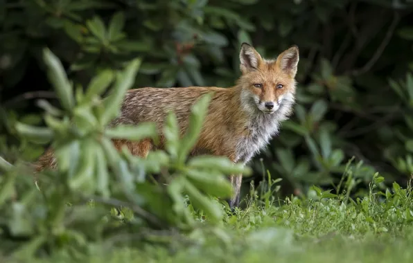 Picture look, muzzle, Fox, animal