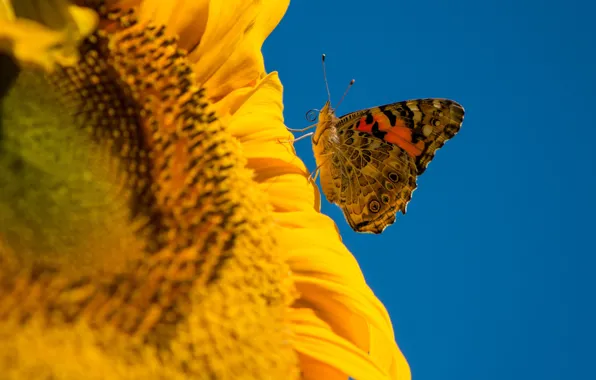 Flower, the sky, macro, yellow, blue, butterfly, sunflower, petals