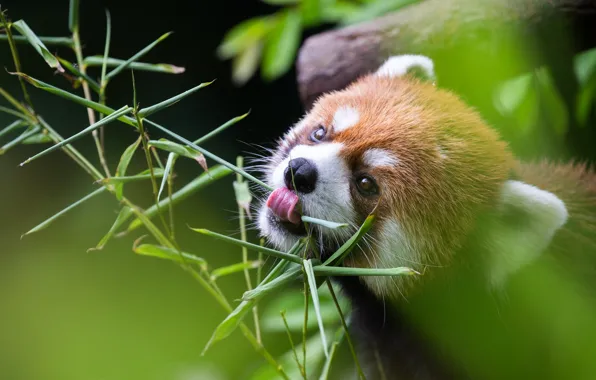 Picture language, leaves, branches, red Panda, face, red Panda, meal