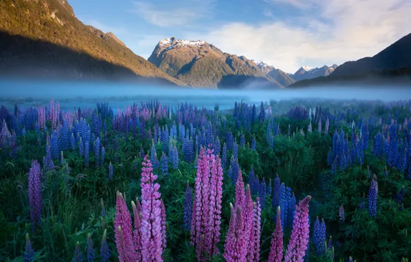 Flowers, dawn, New Zealand
