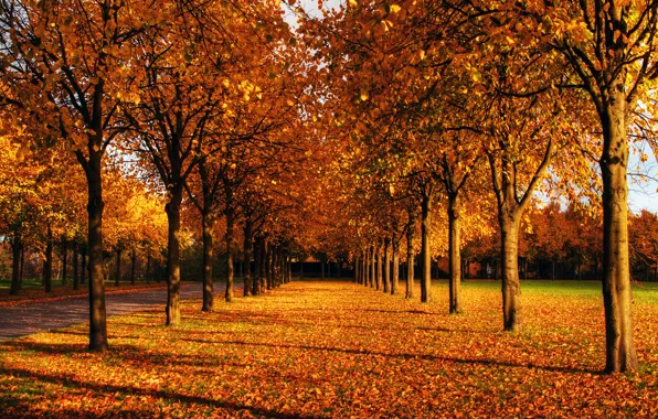 Autumn, the sky, leaves, the sun, trees, Park, branch, blue