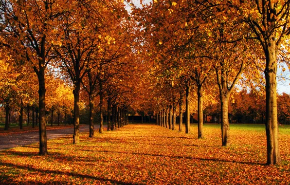 Picture autumn, the sky, leaves, the sun, trees, Park, branch, blue