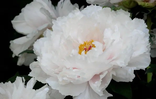 White, macro, lush, peony