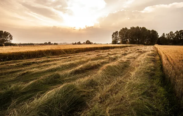 Picture field, forest, the sky, hay, straw