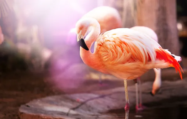 Birds, Flamingo, bokeh