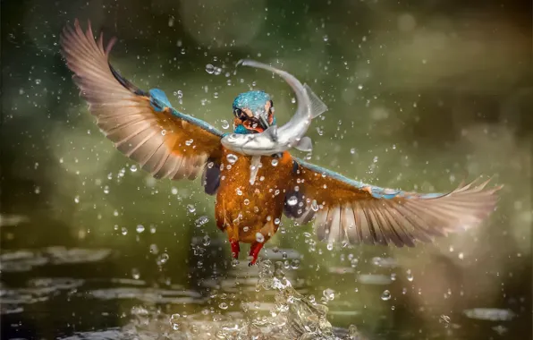 Picture squirt, bird, fish, Kingfisher, kingfisher, catch