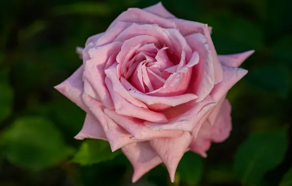 Flower, leaves, pink, rose, Bud, one