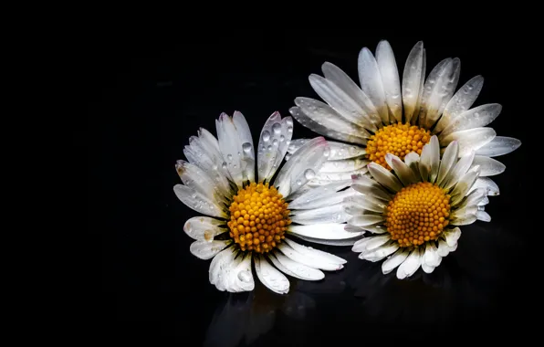 Drops, flowers, chamomile, white, black background, trio, composition, Daisy