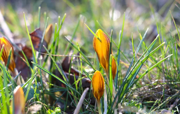 Grass, light, flowers, glade, spring, yellow, crocuses, buds