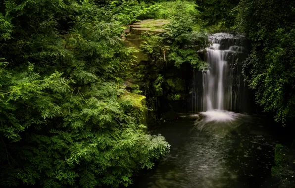 Picture forest, water, nature, rocks, waterfall