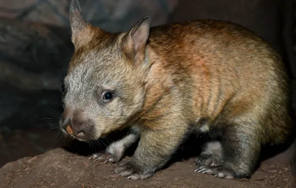 Night, Australia, young, mammals, chord, marsupials, Wombat, dvortsovye