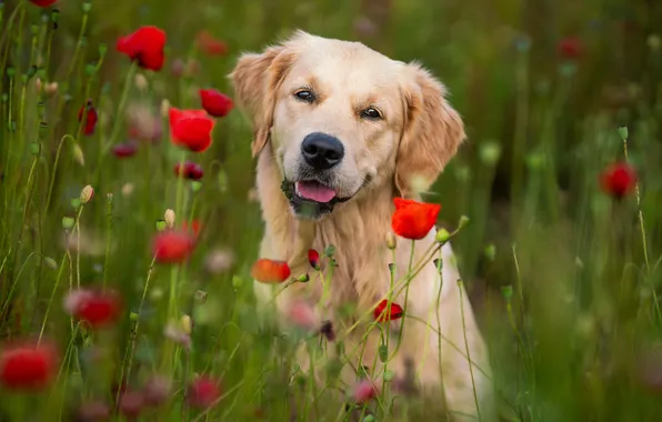 Language, look, flowers, nature, pose, Maki, portrait, dog