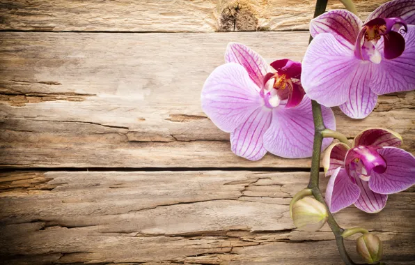 Picture wood, Orchid, pink, orchid