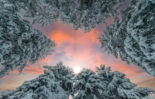Winter, frost, forest, the sun, clouds, snow, trees, nature
