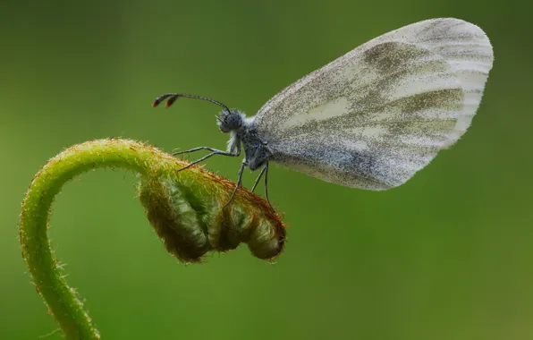 Close-up, butterfly, batterfly