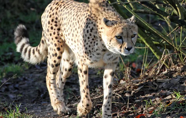 Picture cat, Cheetah, walk