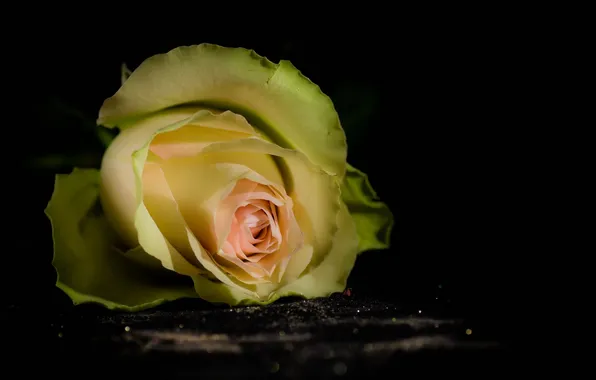 Flower, background, rose