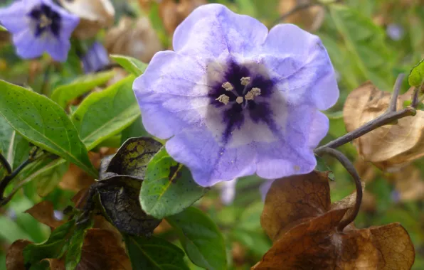 Macro, Flower, Autumn, Garden, Purple, Belarus