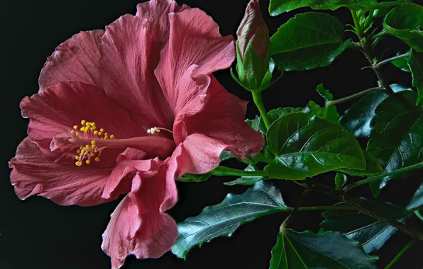 Leaves, stems, black background, buds, closeup, Burgundy, hibiscus