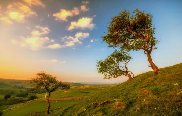 Trees, landscape, hills, England, Yorkshire