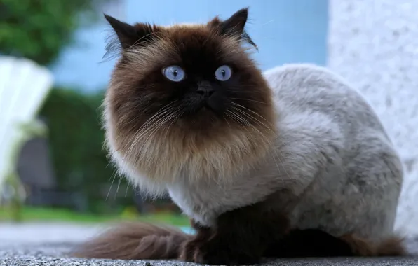 Cat, eyes, look, wool