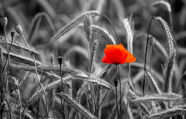 Flower, red, Mac, rye, Maki, black and white, ears
