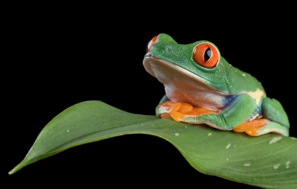 Look, macro, leaf, frog, portrait, black background, sitting, red-eyed tree frog