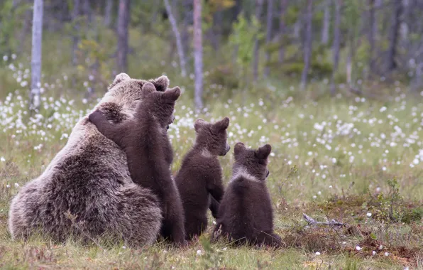 Picture forest, grass, nature, seed, bears, bear