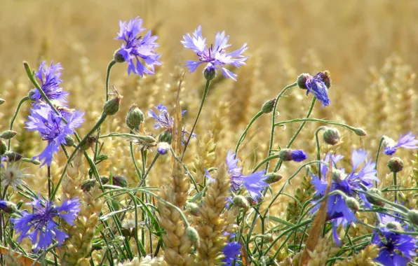 Wheat, field, summer, flowers, ears, cornflowers