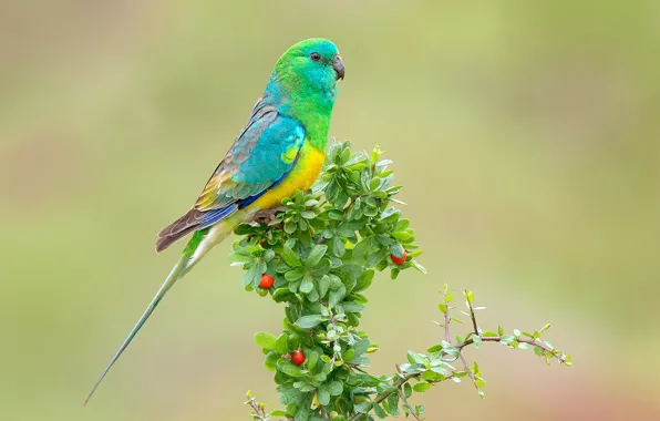 Bright, branch, parrot