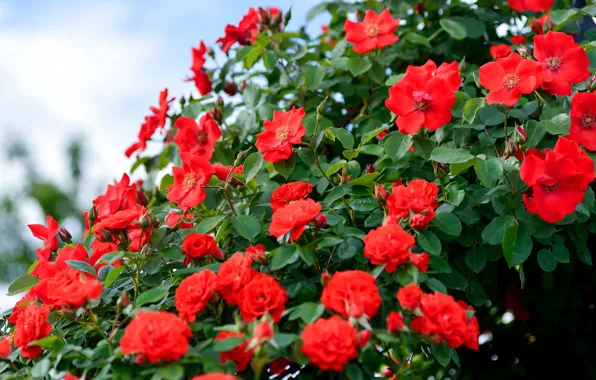 Picture leaves, flowers, red, roses, briar, flowering, a lot, rose Bush