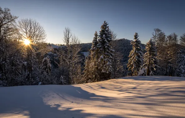 Picture winter, forest, the sun, snow, nature, morning, Switzerland, St. Gallen